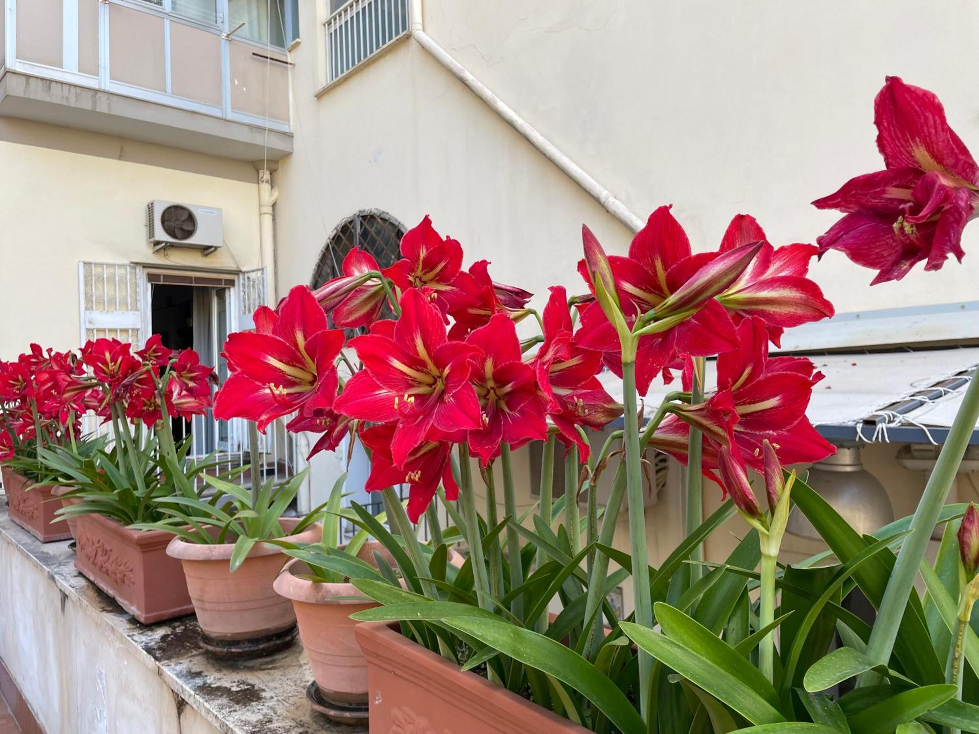 Il Giglio Rosso Apartment Naples Luaran gambar